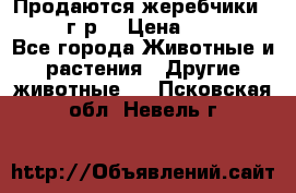 Продаются жеребчики 14,15 16 г.р  › Цена ­ 177 000 - Все города Животные и растения » Другие животные   . Псковская обл.,Невель г.